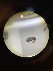 Micranthribus atomus