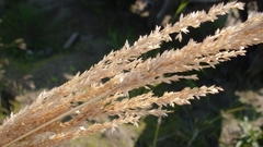 Sphenopholis intermedia