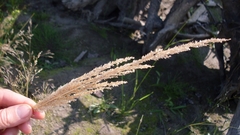 Sphenopholis intermedia