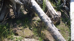 Sphenopholis intermedia