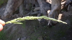 Sphenopholis intermedia