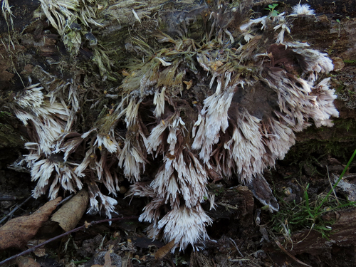 Urchin Earthfan