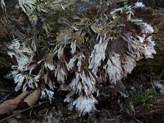Thelephora penicillata image