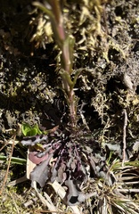 Borodinia missouriensis