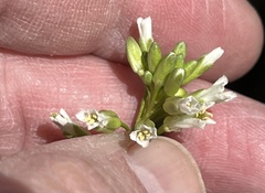 Borodinia missouriensis