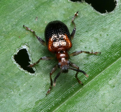 Lema togata