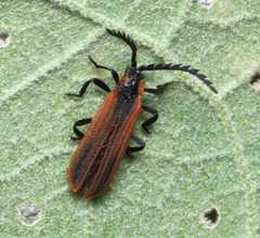 Trichalus ampliatus
