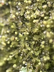 Fuscocephaloziopsis lunulifolia