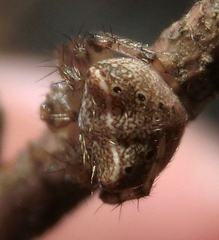 Araneus miniatus