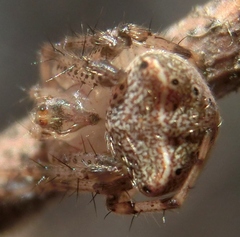 Araneus miniatus