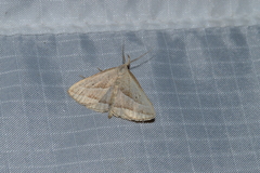 Macrochilo absorptalis