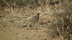 Chersomanes albofasciata
