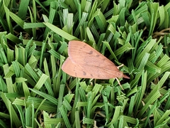 Uresiphita reversalis