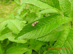Syricoris lacunana