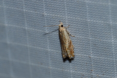 Epinotia solicitana