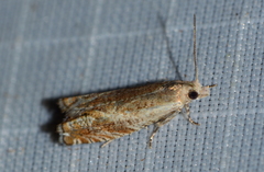 Epinotia solicitana