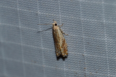 Epinotia solicitana