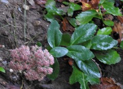 Hylotelephium maximum × spectabile