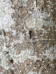 Platythyrea punctata