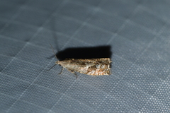 Epinotia solicitana