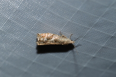 Epinotia solicitana