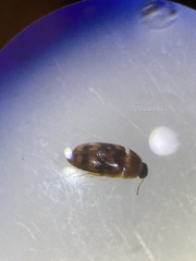Litargus vestitus