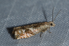 Epinotia solicitana
