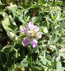 Stachys drummondii