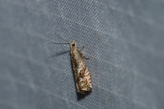 Epinotia solicitana