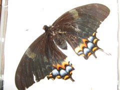 Heraclides pallas bajaensis