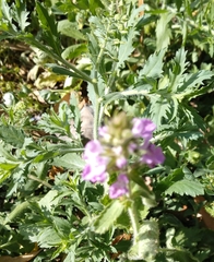 Stachys drummondii