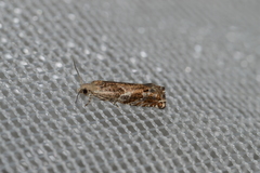 Epinotia solicitana