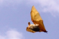 Yellow-Winged Bat photo 2