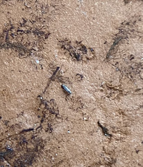 Lepidocyrtus paradoxus