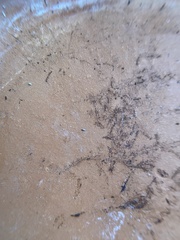 Lepidocyrtus paradoxus