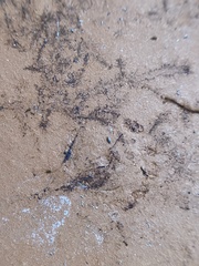 Lepidocyrtus paradoxus