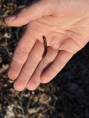 Meracantha contracta