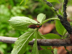 Bibio hortulanus