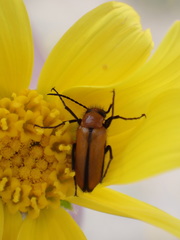 Nemognatha scutellaris