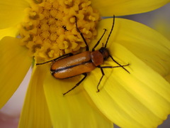 Nemognatha scutellaris