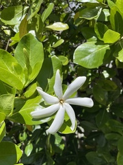 Gardenia