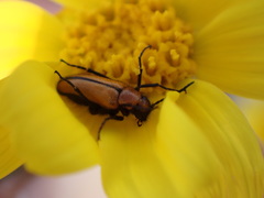 Nemognatha scutellaris