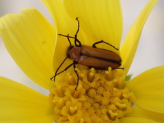 Nemognatha scutellaris