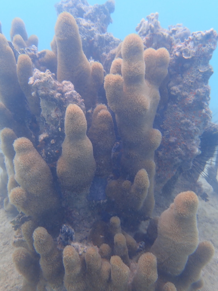Pillar Coral