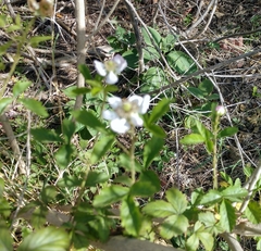 Rubus riograndis