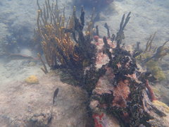 Halichoeres bivittatus