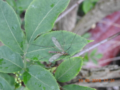 Nephrotoma appendiculata