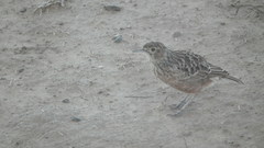 Chersomanes albofasciata