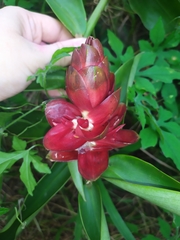Costus atlanticus