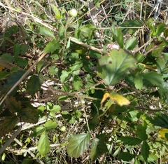 Rubus riograndis